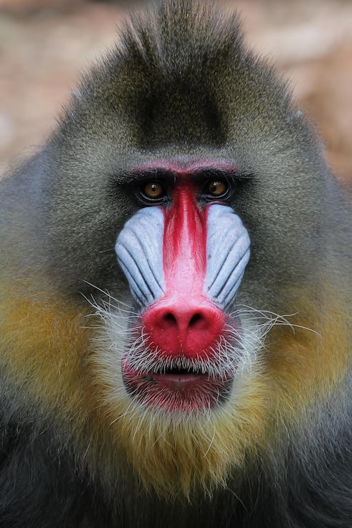 Kostenlose Foto mandril affe mandril mandrillus sphinx nahaufnahme gesicht