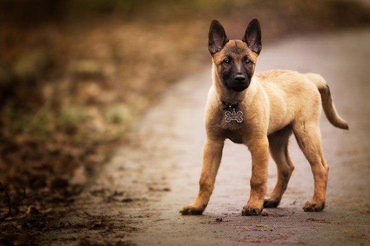 Kostenlose Foto nahaufnahme eines niedlichen belgischen schäfers, der draußen aufwirft
