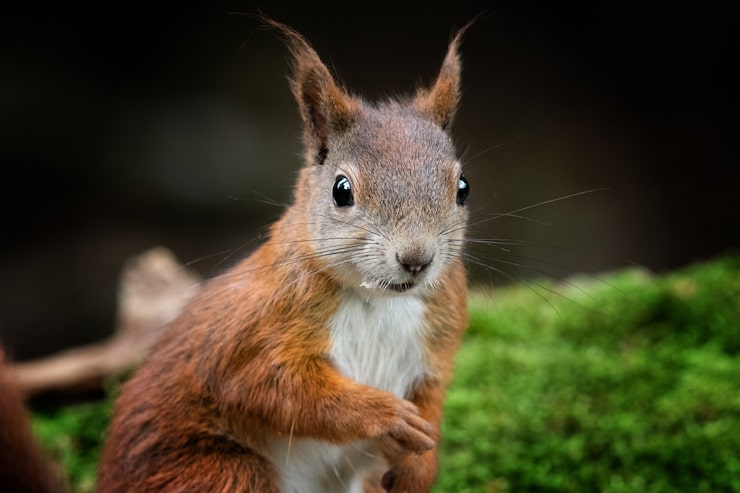 Kostenlose Foto nahaufnahme eines roten eichhörnchens in einem wald umgeben von grün mit verschwommenem hintergrund