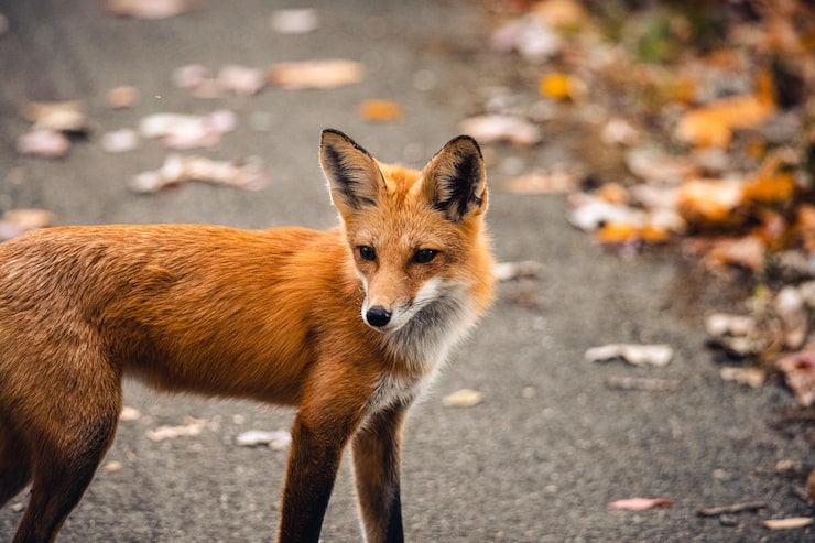 Kostenlose Foto nahaufnahme eines rotfuchs vulpes vulpes, der in freier wildbahn steht