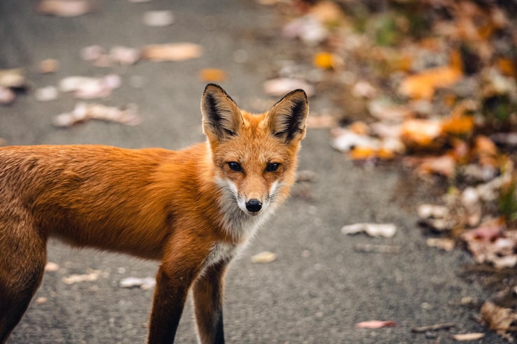 Kostenlose Foto nahaufnahme eines rotfuchs vulpes vulpes in freier wildbahn