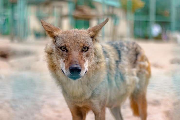 Kostenlose Foto nahaufnahme eines süßen kojoten, der mit neugierigen augen in seinem zookäfig in die kamera starrt