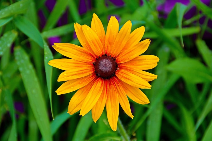 Kostenlose Foto nahaufnahmeaufnahme einer gelbroten blume mit brauner mitte