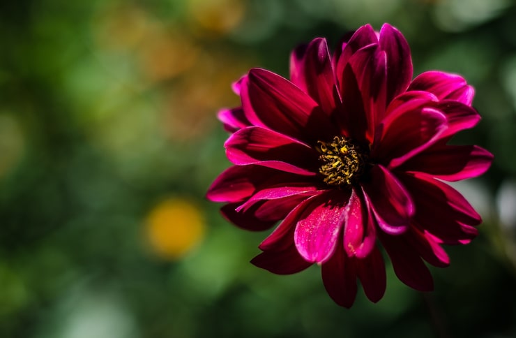 Kostenlose Foto nahaufnahmeaufnahme einer schönen susan-blume mit lila blütenblättern und schwarzen augen auf einem unscharfen hintergrund