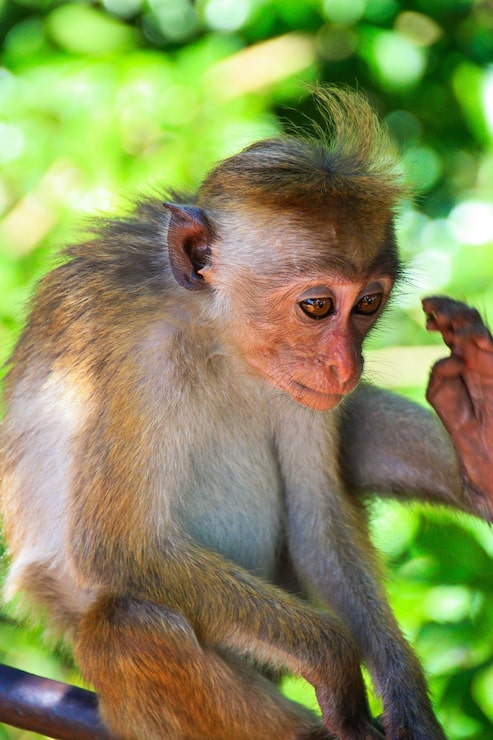 Kostenlose Foto netter kleiner affe hautnah