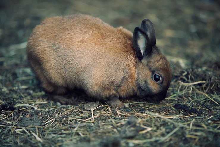 Kostenlose Foto retro-naturbild der fauna
