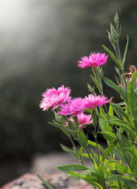 Kostenlose Foto rosa blumen vordergrund