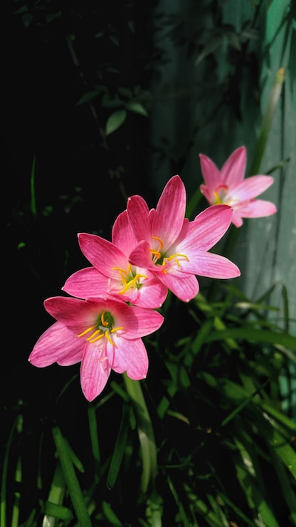 Kostenlose Foto rosa lilienblumen mit einem unscharfen natürlichen hintergrund
