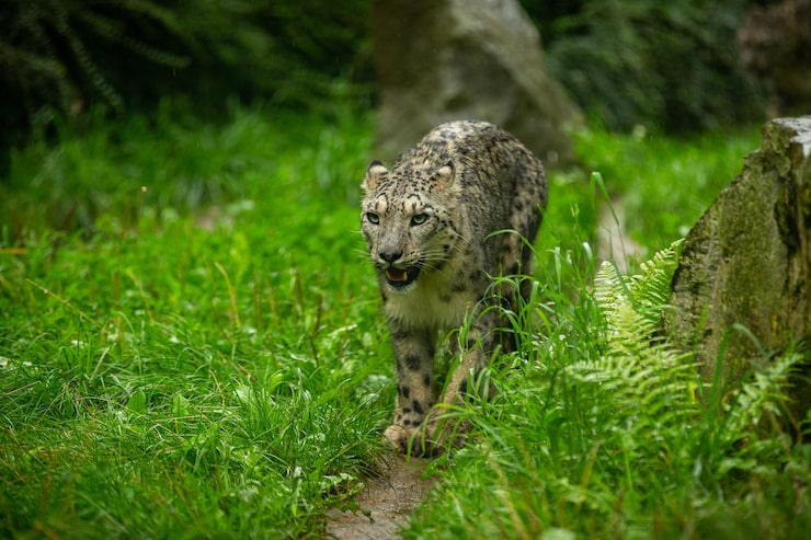 Kostenlose Foto schneeleopardenporträt in erstaunlichem licht wildtier im naturlebensraum sehr seltene und einzigartige wildkatze irbis panthera uncia uncia uncia