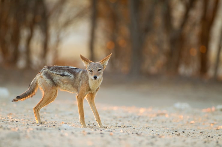 Kostenlose Foto schöner schwarzrückeniger sandfuchs in der wüste mit den bäumen