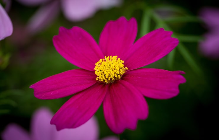 Kostenlose Foto schönes makrobild der lila mexikanischen aster in einem garten unter dem sonnenlicht