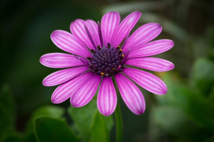 Kostenlose Foto schönes makrobild eines lila kap-gänseblümchens in einem garten