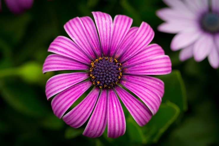 Kostenlose Foto schönes makrobild eines lila kap-gänseblümchens in einem garten