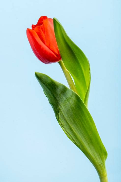 Kostenlose Foto seitliche sicht auf eine rote tulpenblume, die auf einem blauen tisch isoliert ist