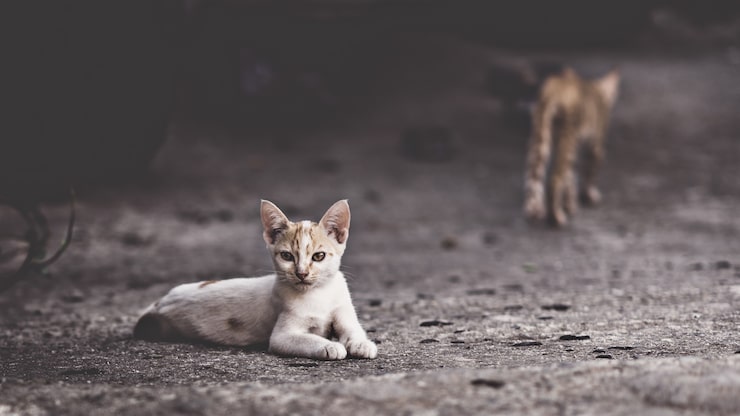 Kostenlose Foto selektive fokussierung einer auf dem boden liegenden streunenden katze