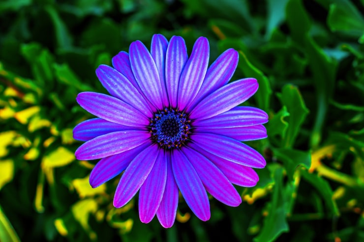 Kostenlose Foto selektiver fokusschuss einer lila afrikanischen gänseblümchenblume