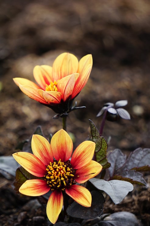 Kostenlose Foto vertikaler schuss von blüten mit roten und gelben blütenblättern