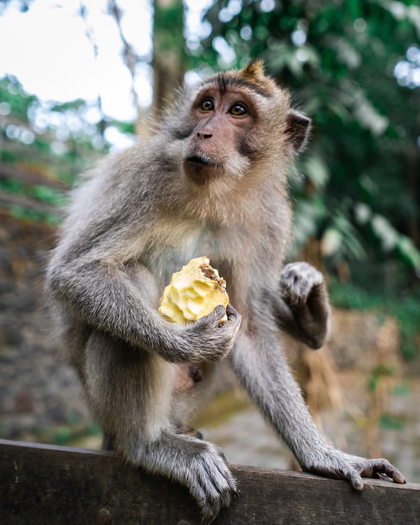 Kostenlose Foto vertikaler selektiver fokusschuss eines affen, der mit einer frucht in der hand auf dem boden sitzt