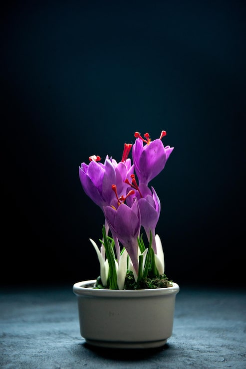 Kostenlose Foto vorderansicht lila blumen im topf auf einem dunklen hintergrund pflanzenbaum blume schönheit natur luft