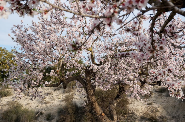 Foto almendro en flor de cerca