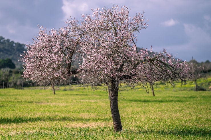 Foto almendro en flor en un huerto de primavera