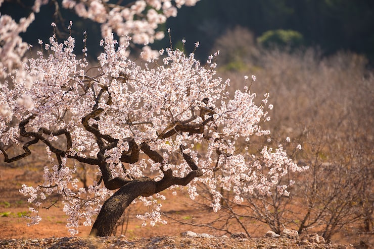 Foto almendro en flor en el paisaje de españa