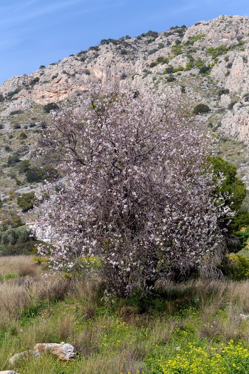 Foto el almendro florece en las montañas