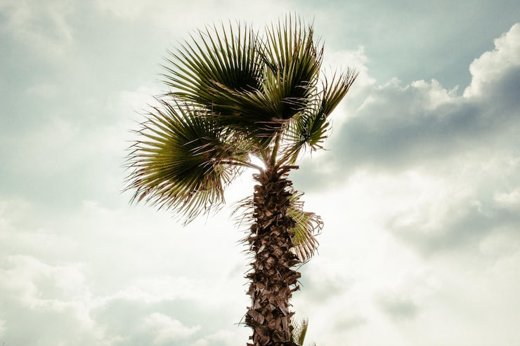 Foto ángulo baixo de uma palmeira contra um céu nublado no verão em tel aviv isreal