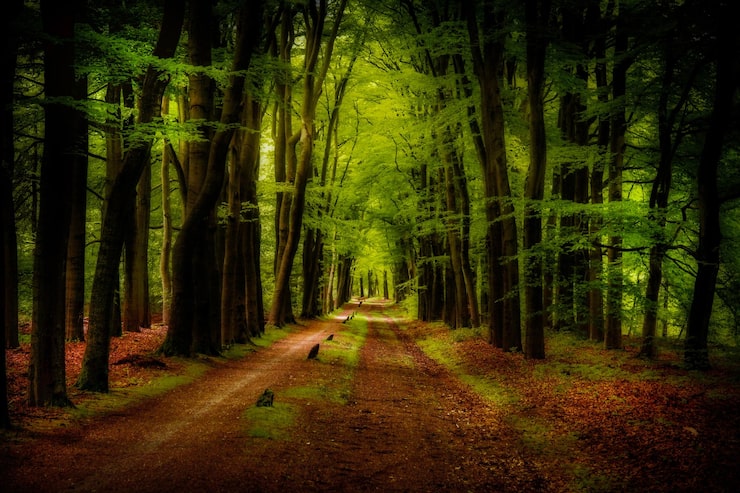 Foto árboles en el bosque