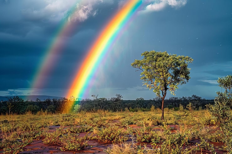 Foto un arco iris está en el cielo y el árbol está en primer plano