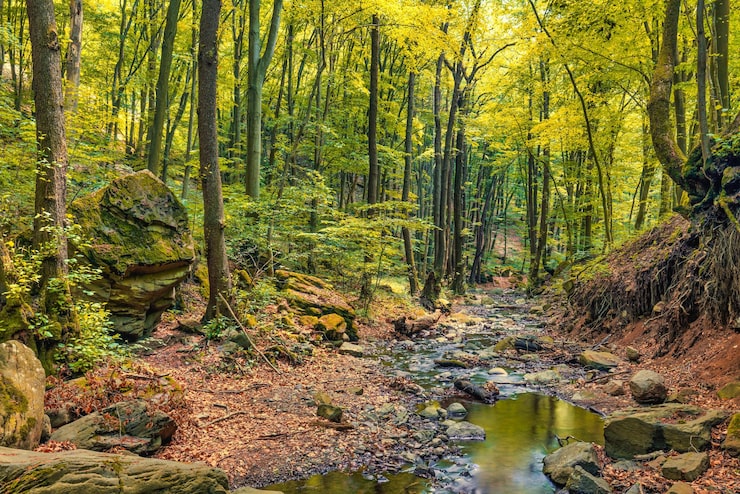 Foto bosque de autumn creek con rocas de follaje de árboles amarillos soleados en la montaña del bosque. viaje idílico hiki