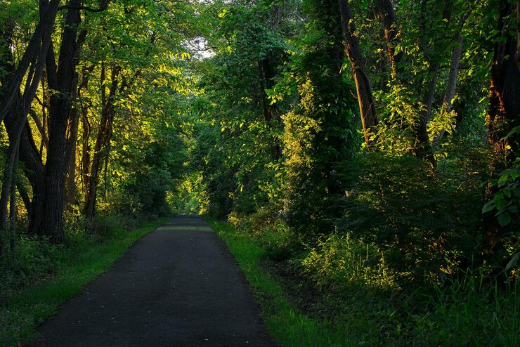 Foto camino en medio de los árboles en el bosque