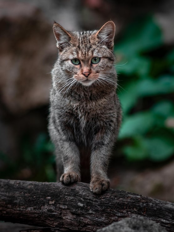 Foto europäische wildkatze