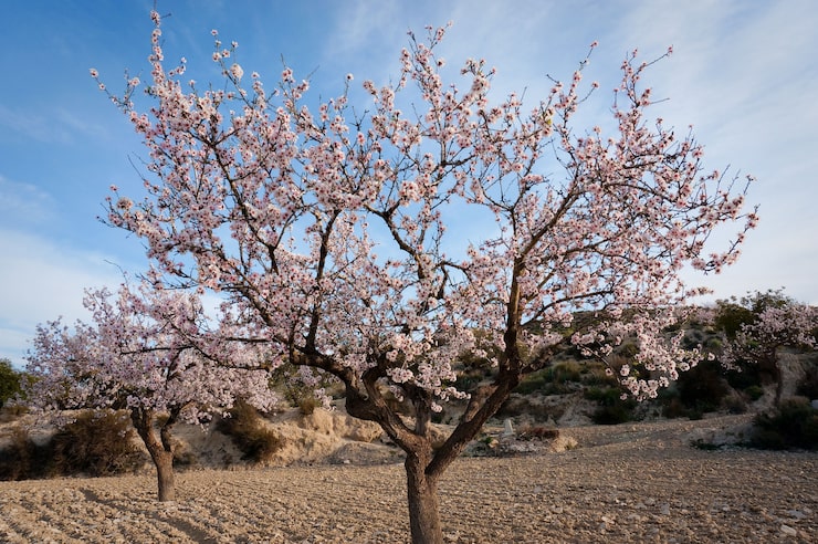 Foto flor de almendra
