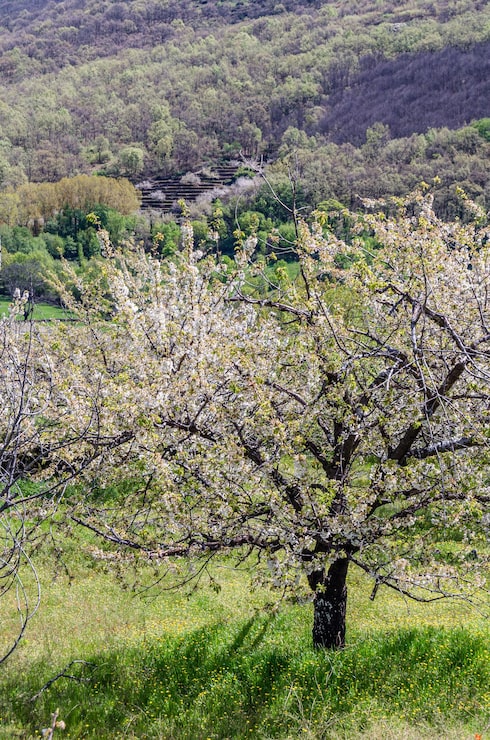 Foto las flores de cerezo en el valle de jerte, españa