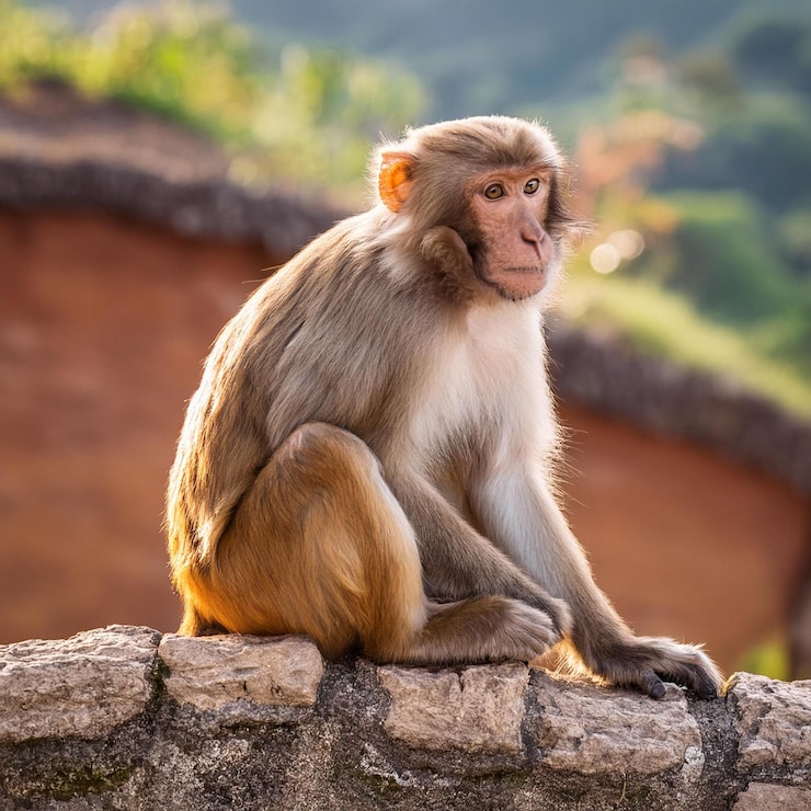 Foto fokusschuss eines niedlichen rhesus-affen, der an einer steinmauer sitzt