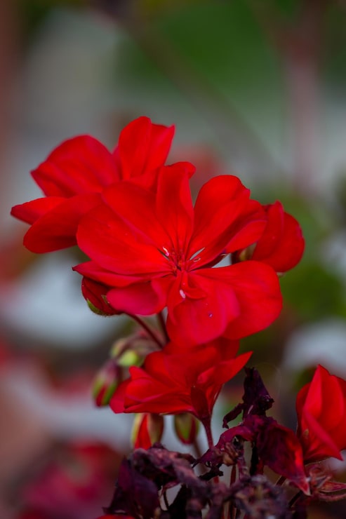 Foto fotografía macro de geranio rojo en verano fotografía de jardín de primer plano de fondo floral rojo