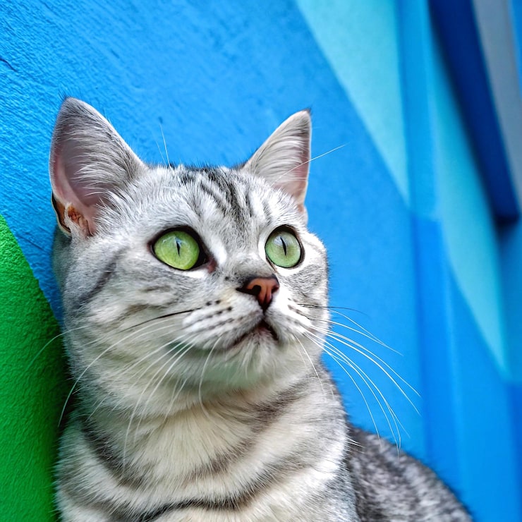 Foto gato prateado adorável com olhos verdes brilhantes