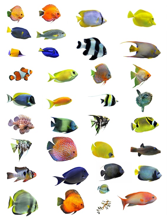 Foto grupo de peces tropicales