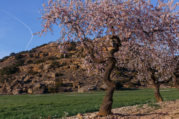 Foto hermoso almendro con flores blancas de pie bajo un cielo nublado