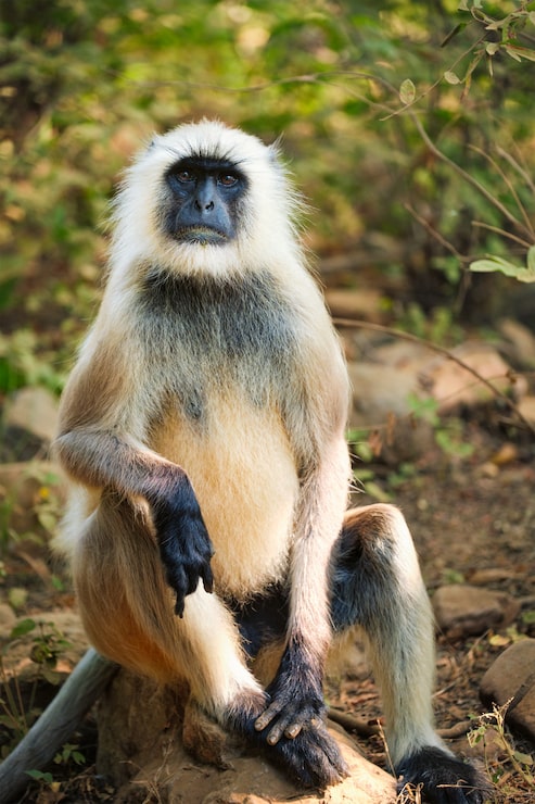 Foto indischer gewöhnlicher grauer langur oder hanuman langur-affe, der im ranthambore-nationalpark, rajasthan, indien isst