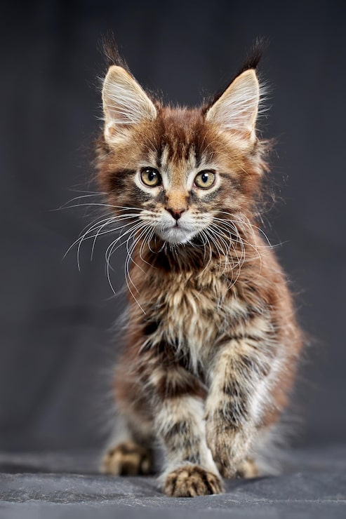 Foto maine coons wunderschönes kätzchen auf dunklem hintergrund studioportrait