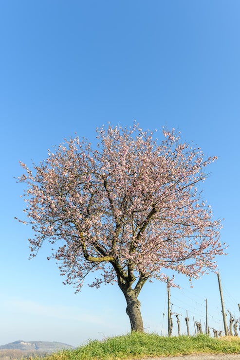 Foto el melocotón rosa en flor en primavera en las colinas