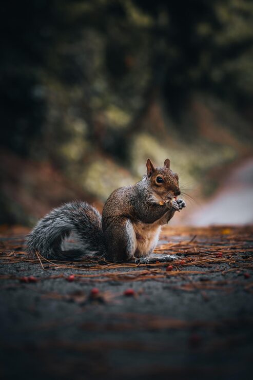 Foto nettes östliches graues eichhörnchen, das beim sitzen auf der straße nahe dem vorderteil isst