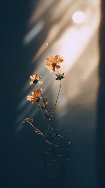 Foto noche estética flores mínimas luz solar al aire libre naturaleza