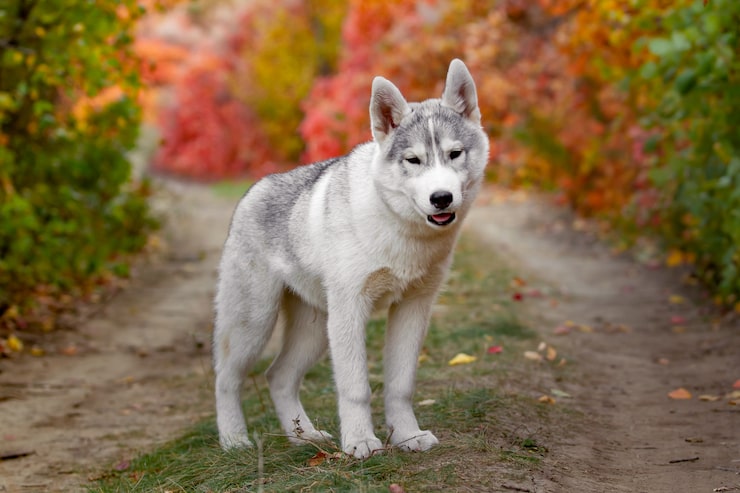 Foto porträt des niedlichen und glücklichen hunderassen-siberian husky mit tonque, der heraus hängt, der im leuchtend gelben herbstwald läuft. netter grauer und weißer huskyhund im goldenen fallwald