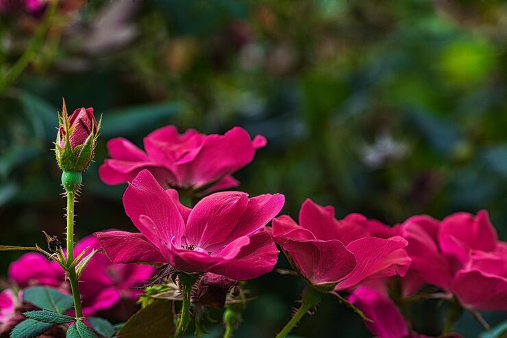 Foto primer plano de una planta con flores rosas