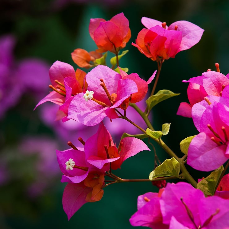 Foto primer plano de una planta con flores rosas