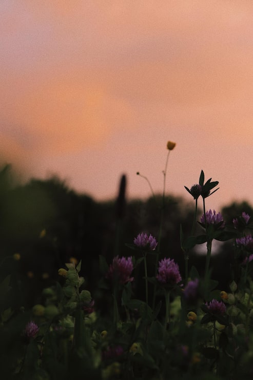 Foto primer plano de las plantas con flores púrpuras en el campo contra el cielo durante la puesta de sol
