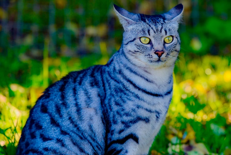 Foto retrato de um gato em close-up